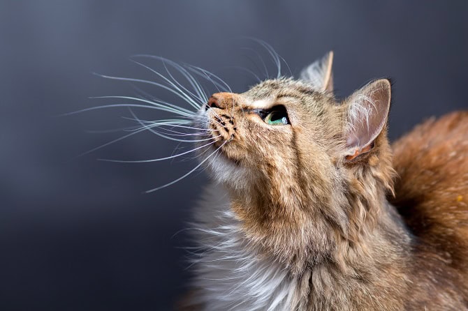 Therapievielfalt Ausbildungen ATM - Katze schaut nach oben