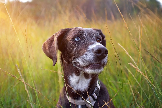 Therapievielfalt Ausbildungen ATM - glücklicher Hund auf Wiese