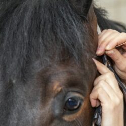 Tierheilpraktiker Ausbildung ATM - Pferd wird am Kopf akupunktiert