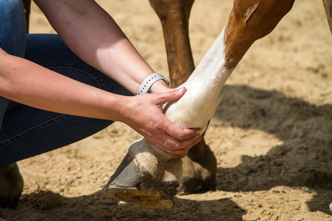 Kombination Tierheilpraktiker und Tierphysiotherapeut Ausbildung ATM - Pferd wird an de Gliedmaße behandelt