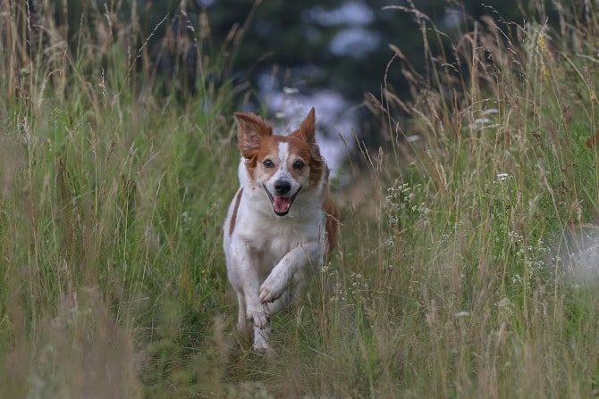 Tierheilpraktiker Ausbildung ATM - gesunder und fitter Hunde galoppiert durchs hohe Gras