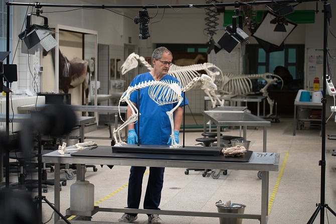 Tierphysiotherapie Ausbildung ATM - Dr. Mülling unterrichtet am Skelett im anatomischen Institut Leipzig