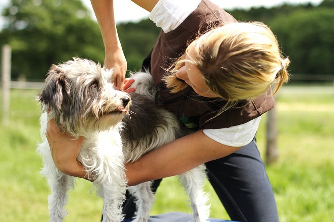 Tierpyhsiotherapie Ausbildung ATM - Frau behandelt Hund manuell