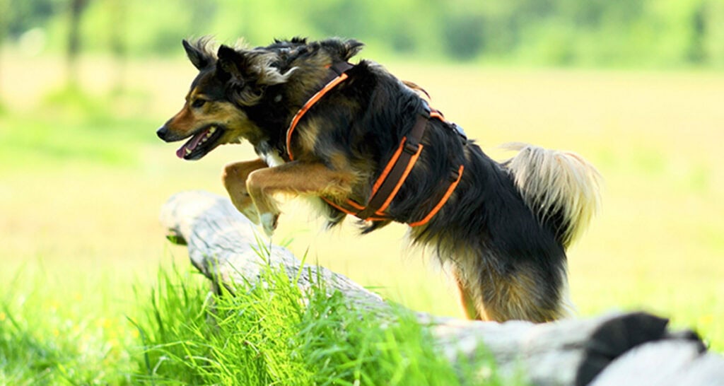 Perfekt passendes Hundegeschirr
