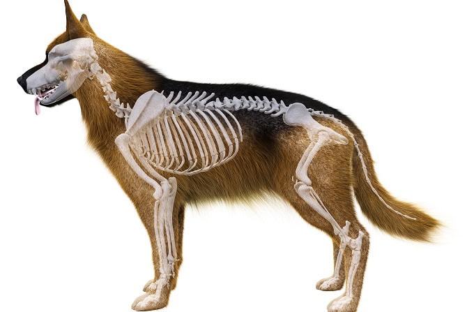 Anatomie und allg. Pathologie Fernlehrgang ATM - Hund mit Skelett