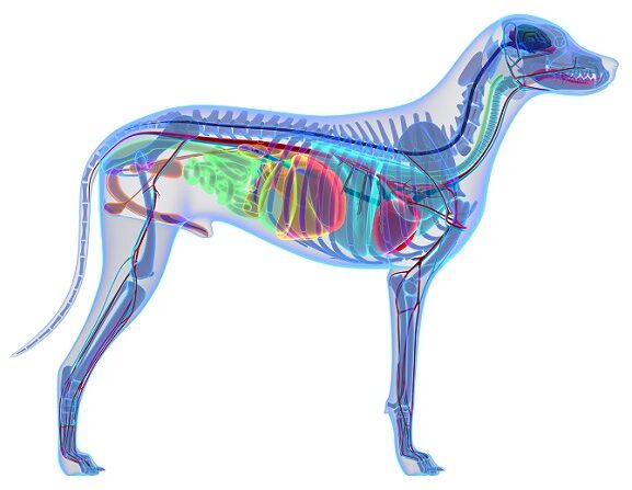 Anatomie und allg. Pathologie Fernlehrgang ATM - Hundeskelett mit Organen