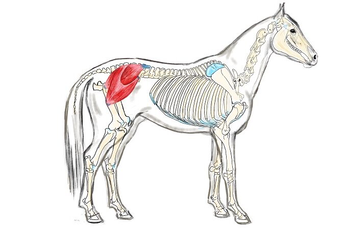 Anatomie und allg. Pathologie Lehrgang ATM - Zeichnung Skelett mit M. Glutaeus Medius