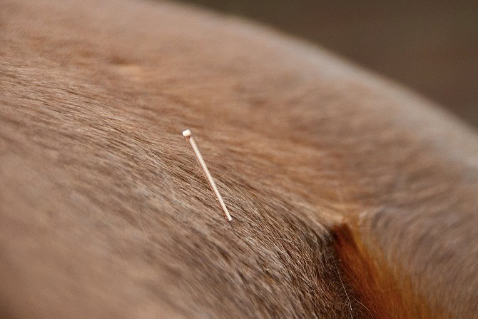 Therapieform Dry Needling ATM - Nadel im Pferdekörper