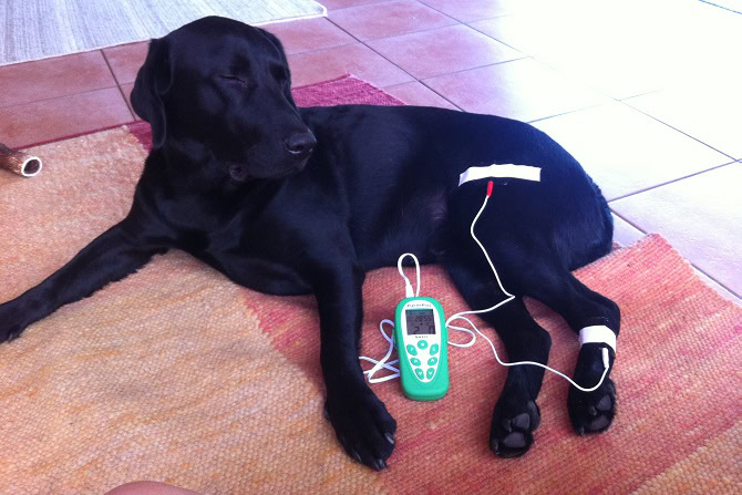 Therapieverfahren ATM - Elektrotherapie - schwarzer Hund mit Elektroden an der Hintergliedmaße