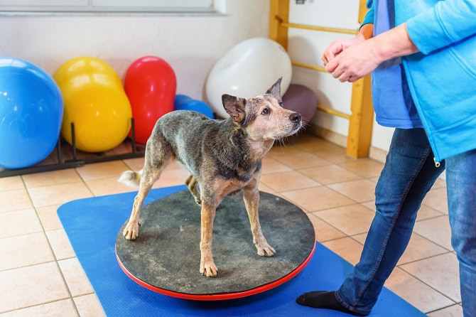 Therapieverfahren ATM - isometrische Übungen mit Clicker - australischer Hütehunde balanciert auf Wackelbrett