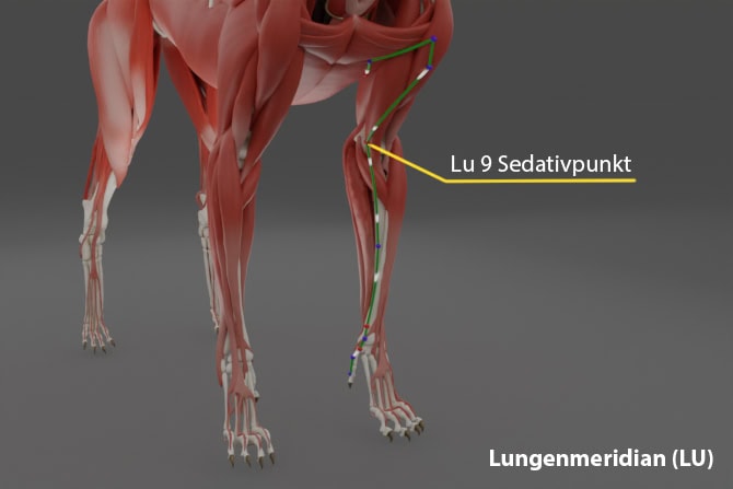 Therapieverfahren ATM - Meridiane am Pferdemodell