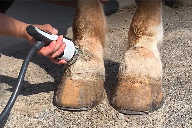 Therapieverfahren ATM - Stoßwellentherapie - Pferd wird an der Vorderbeinen behandelt