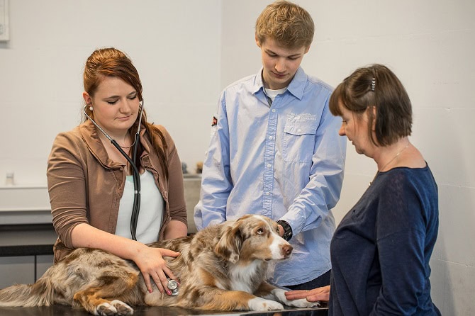 Tierheilpraktiker Ausbildung ATM - Praxis 3 Schüler am Hund mit Stethoskop