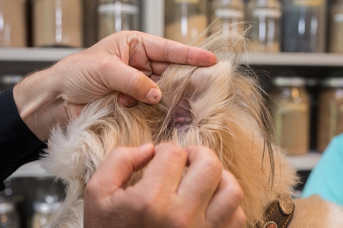 Tierheilpraktiker Ausbildung ATM Untersuchung Ohr eines kleinen weißen Hunds