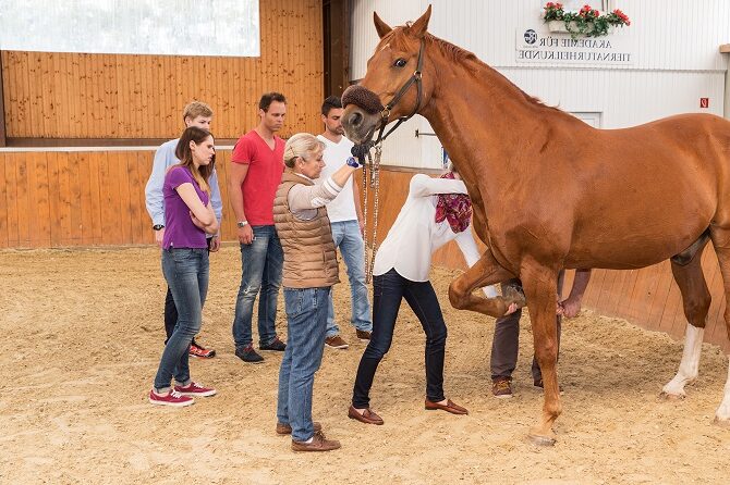 Tierphysiotherapie Ausbildung ATM - Scgüler üben am Pferd Physiotherapiegriffe