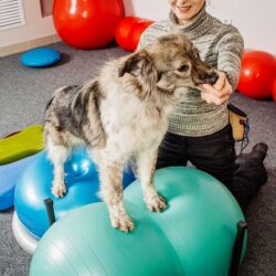 Tierphysiotherapie Ausbildung ATM - Hund wird auf Wackelbällen therapiert