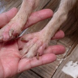 Tierpsychosomatik Ausbildung ATM - Chihuahua mit Leckdermatitis - Pfoten auf Hand