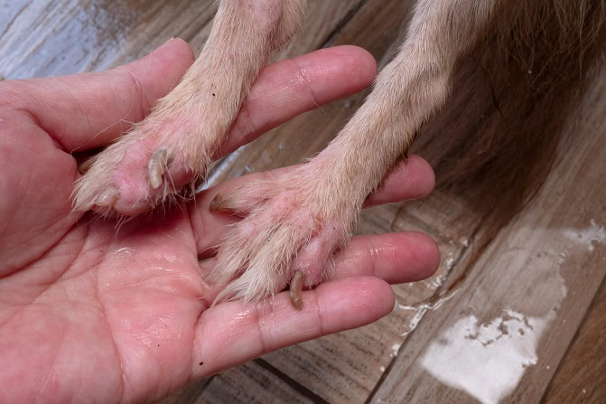 Tierpsychosomatik Ausbildung ATM - Chihuahua mit Leckdermatitis - Pfoten auf Hand