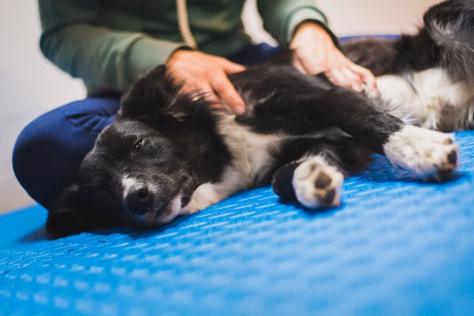 therapieverfahren atm tuina massage_border collie erhält Massage von Therapeutin