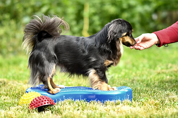 Tierphysiotherapie am Hund