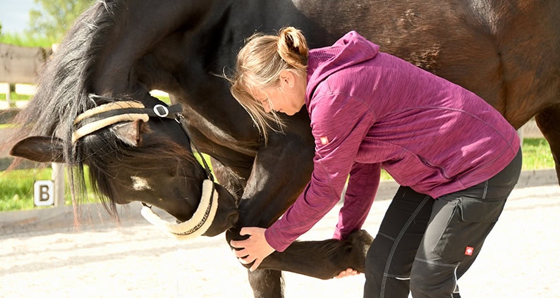 Tierphysiotherapie für Pferde