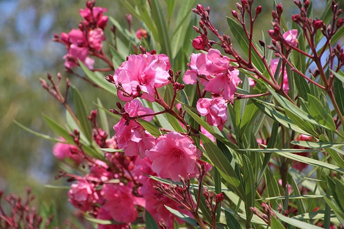 Giftiger Oleander