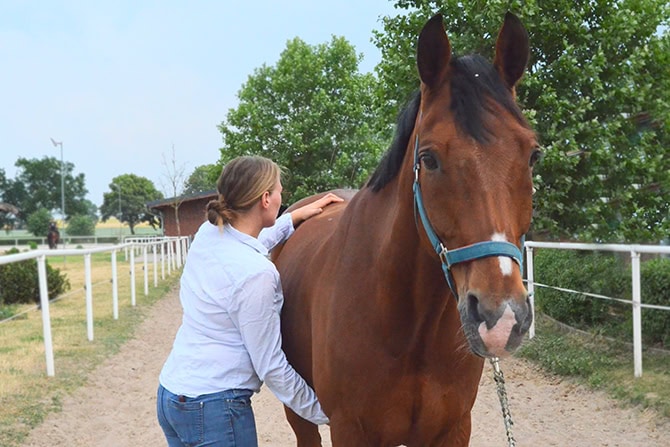 Tierosteopath bei der Arbeit am Pferd