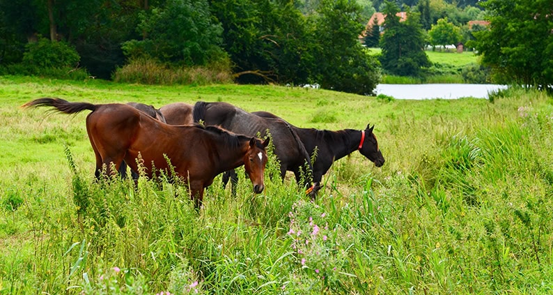 Pferde auf der Koppel