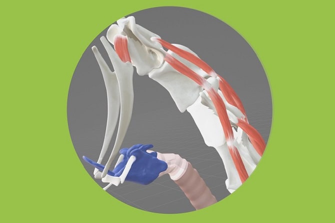 Anatomie und allg. Pathologie Lehrgang ATM - Detail Skelett und Hyoid