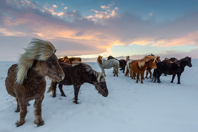 Islandpferde im Winter