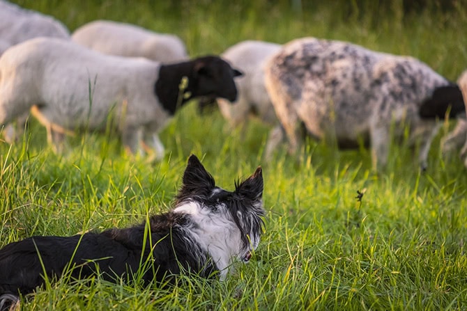 Hütehund mit Schafen