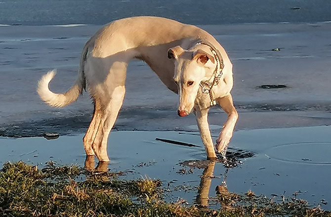 Windhund im Wasser