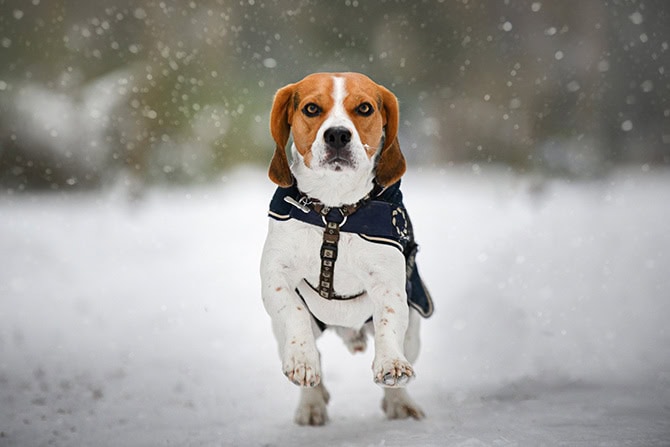 Beagle im Schnee