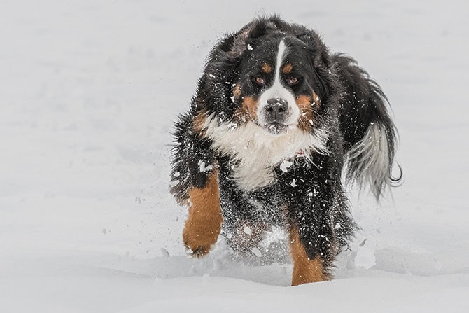 Berner Sennenhund im Schnee