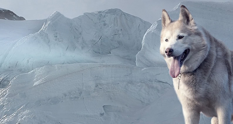 Unterkühlung beim Hund: Dog on the rocks