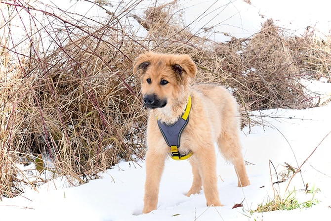 Hund im. Schnee