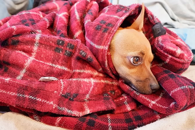 Pinscher in Decken