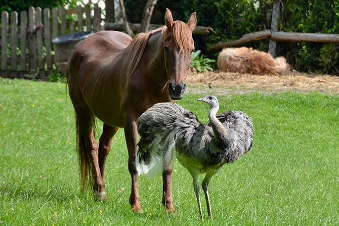 Niereninsuffizienz Pferd