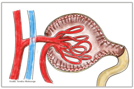 Anatomie Niere Glomerulum