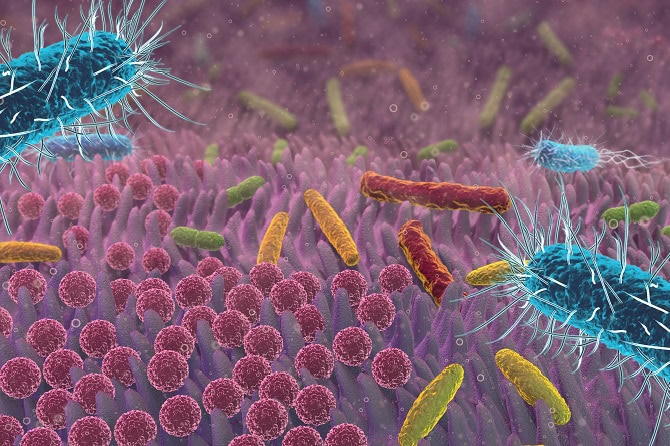 Ausbildungsinhalt Pferdephysiotherapie ATM - Krankheiten (Pathologien) auf Zellebene, Darmflora