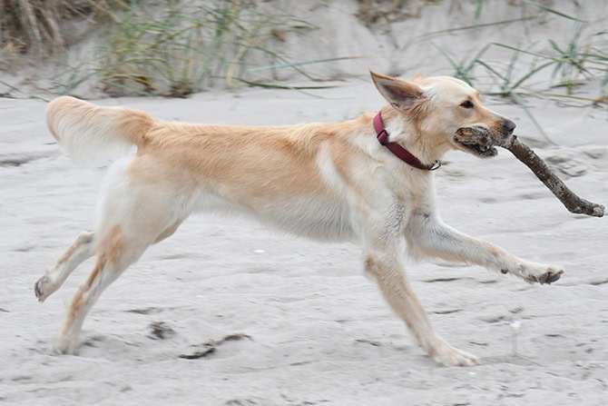 Hund am Strand