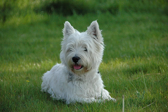 West HIghland White Terrier