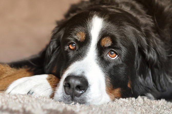 Berner Sennenhund