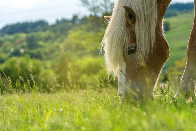 Ausbildungsinhalt Pferdephysiotherapie ATM - Weidemanagement, Haflinger auf Weide beim Grasen