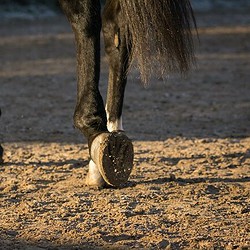 Huforthopädie ATM - Ablauf der Weiterbildung. Pferdebeine am Strand