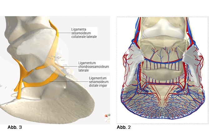 Anatomie Pferdehuf