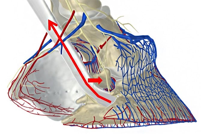 Pferdehuf Blutgefäße