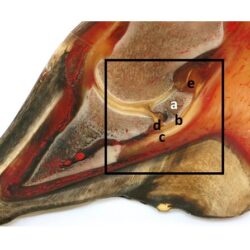 Huforthopädie Weiterbildung ATM - Anatomische Komponenten der Hufrolle