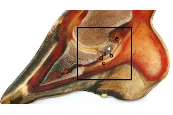 Huforthopädie Weiterbildung ATM - Anatomische Komponenten der Hufrolle