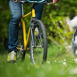 Hundegesundheitstrainer Ausbildung ATM - Border Collie läuft neben Fahrrad